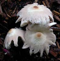these older caps show how the margins can split and look quite ragged Lepiota cepastipes.
